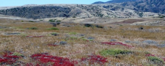 Channel Islands National Park, île de Santa Cruz